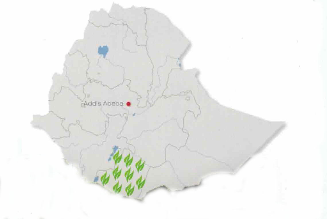 Caffè Africa